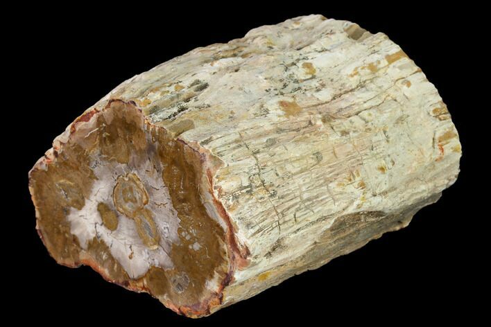 Wide Petrified Wood (Araucaria) Limb - Madagascar #166586